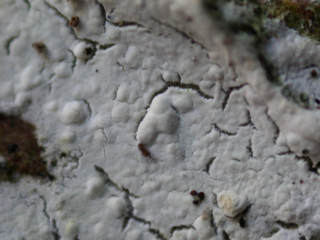 Quiz N.8 (Hyphoderma sambuci)